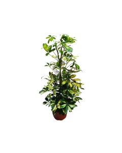 Schefflera arboriicola Variegated "Dwarf Umbrella Tree"