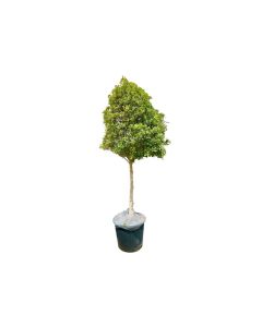 Ficus Nitida