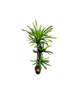Dracaena Riki