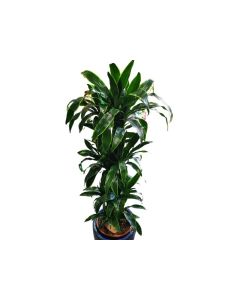 Dracaena Art