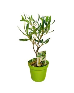 Olea Europaea (Mini Olive Tree Indoor)