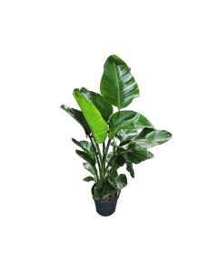 Strelitzia nicolai "Wild Banana" (110cm approx)