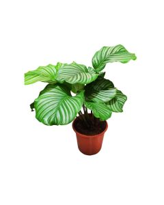 Calathea orbifolia