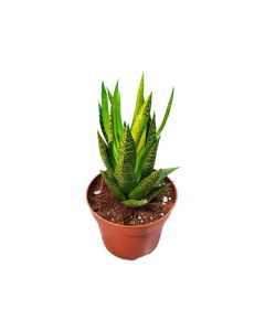 Gasteraloe 'Tiki Zilla'