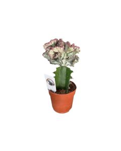 Euphorbia lactea cristata