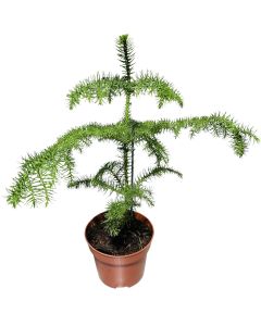 Araucaria Heterophylla - Norfolk Island pine