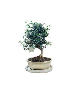 Olea Europaea -Olive Tree Bonsai in Ceramic Pot