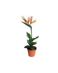Strelitzia Reginae - Bird of Paradise Small