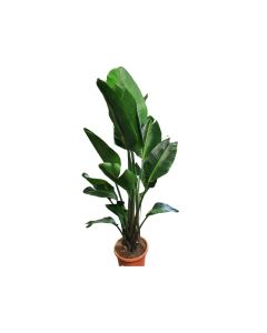 Strelitzia nicolai "Wild Banana"
