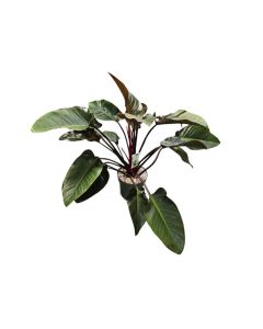 Philodendron Red Beauty