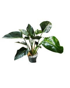 Philodendron Green Beauty