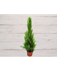 Cupressus Macrocarpa 'Goldcrest'