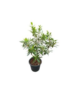 Xanthostemon verdugonianus - Mangkono