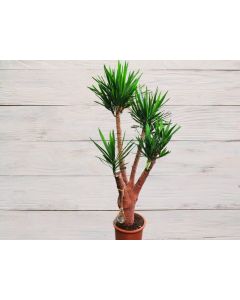 Yucca elephantipes "Spineless Yucca" (220cm)