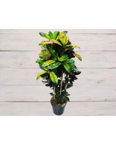 Codiaeum Variegatum "Croton"