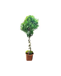 Ficus Benjamina Twisted Trunk "Weeping Fig"