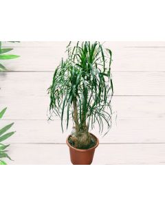 Nolina recurvata "Ponytail Palm"