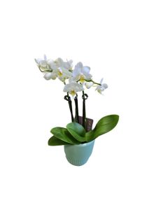 Mini Phalaenopsis orchids white