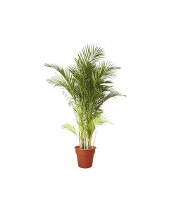 Chrysalidocarpus Lutescens - Areca Palm Indoor