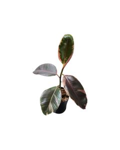 Ficus Elastica Robusta- Rubber Plant Tineke- Indoor