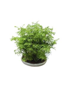 Metasequoia Bonsai (Dawn Redwood)