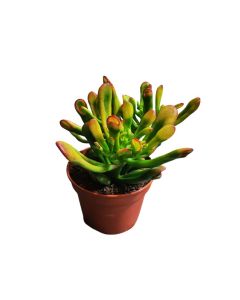 Crassula ovata 'Red Horn'