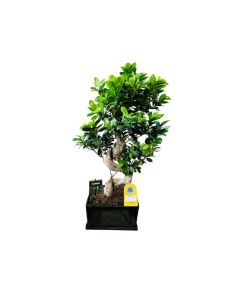 Bonsai with Ceramic pot - Indoor
