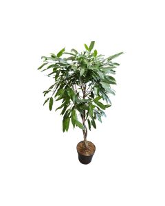 Ficus 'Amstel King'