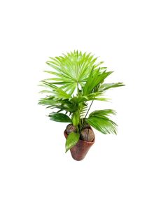 Livistona Rotundifolia Potted