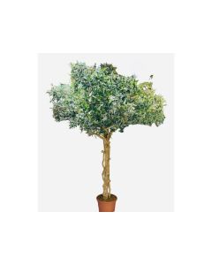 Artificial Olive Tree mtrunk 330cmx220cm