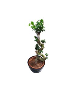 Ficus Microcarpa Ginseng "Banyan Fig"