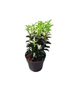Euonymus Japonicus "Japanese Euonymus" Small