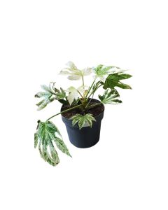 Fatsia Japonica Variegata