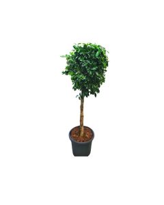Ficus Nitida "Indian Laurel Fig" single stem