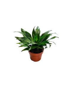 Dracaena Mix Small