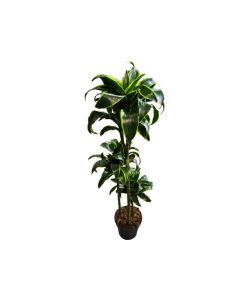 Dracaena Compacta Dorado 150cm