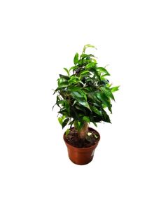 Ficus benjamina Green Kinky "Weeping Fig"