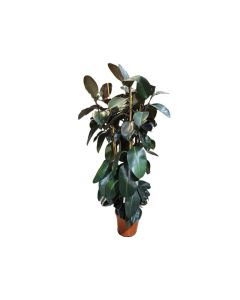 Ficus elastica Belize Rubber Plant