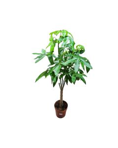 Pachira Aquatica (Money Tree) 150cm