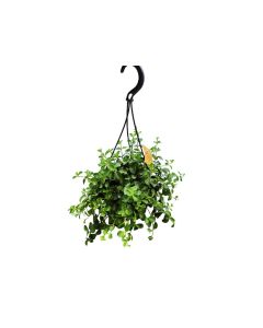Peperomia Mix