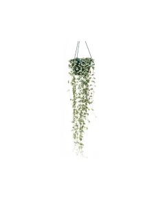 String of Hearts - Ceropegia woodii