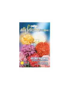 AS Astro Gigante American Beauty Multicolor Seeds