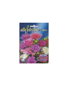Astro Piuma Di Struzzo - Aster Seeds