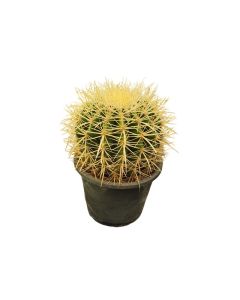 Cactus Mix