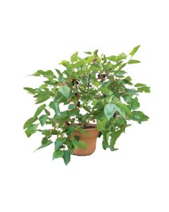 Morus Alba Plant