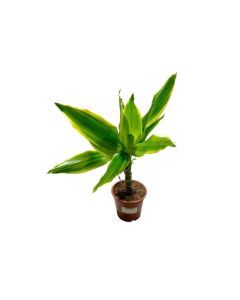 Dracaena Golden Coast