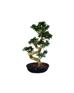 Ficus Bonsai 50-60cm Height