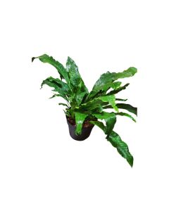 Microsorum Crocodyllus "Crocodile Fern" Small