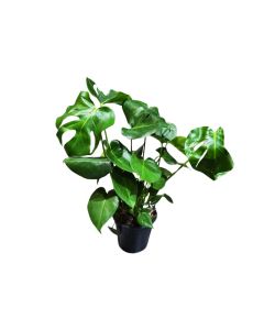 Monstera deliciosa "Swiss Cheese Plant" 70cm