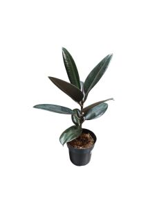 Ficus elastica Rubber Plant 55cm